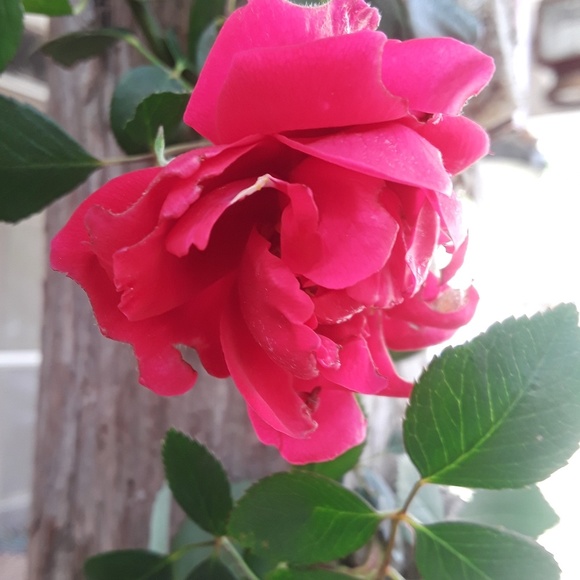 julie07131965